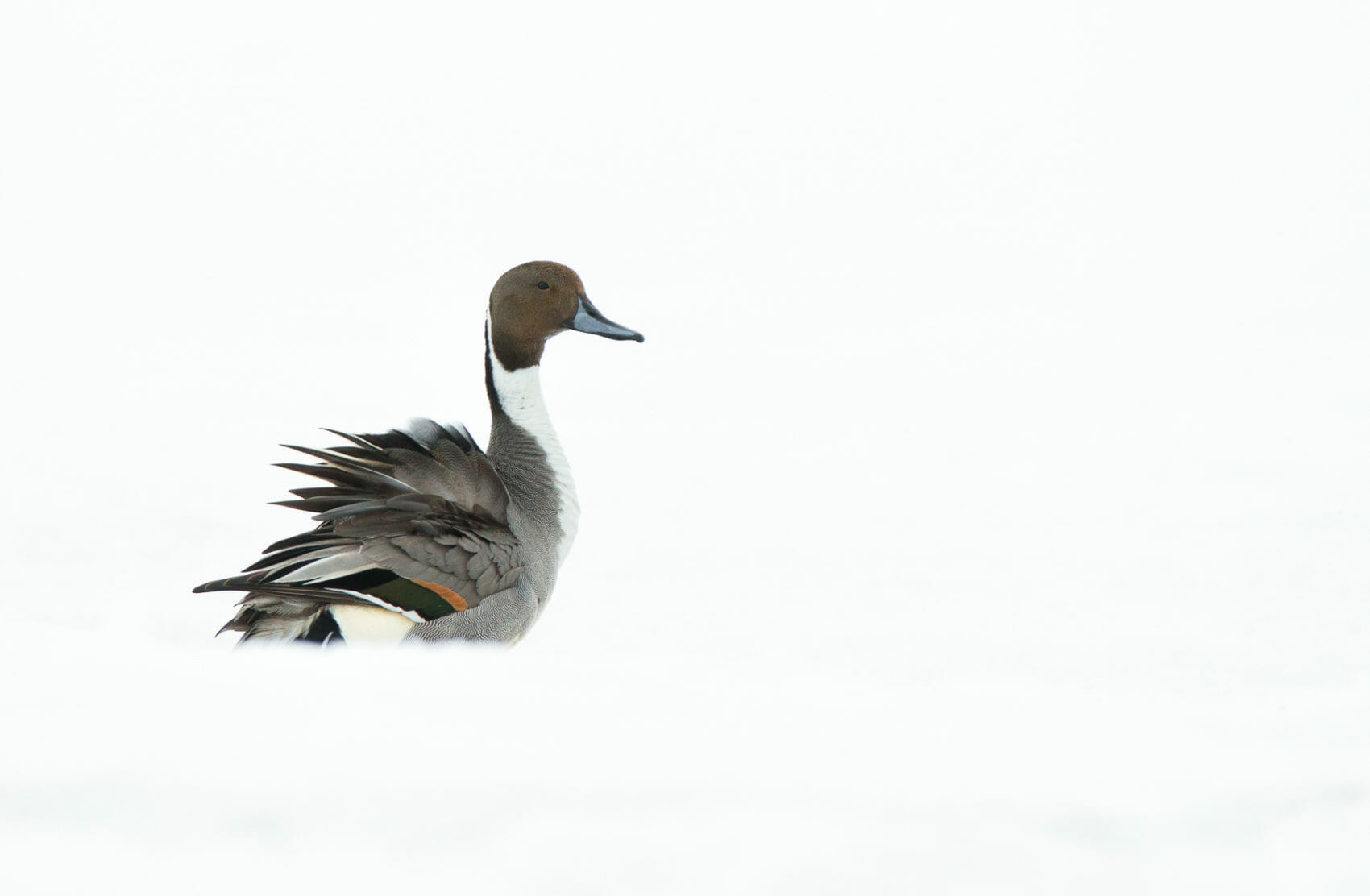 Teshekpuk Lake Pintail Duck, Mario Davalos Photograph