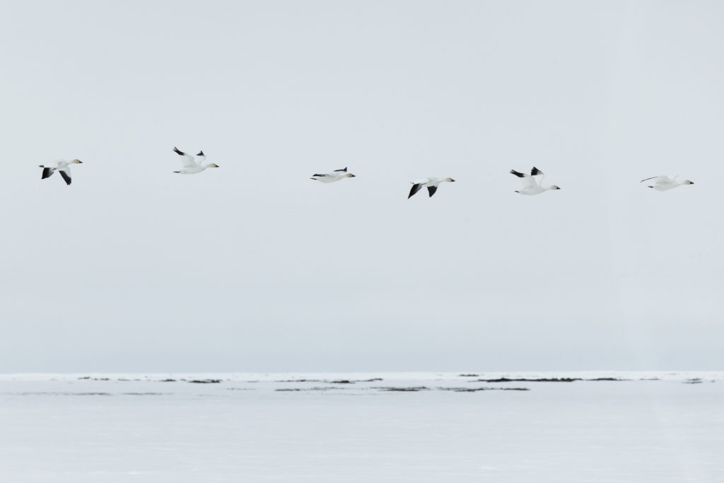 Snow Geese fly over Teshekpuk Lake Alaska. Mario Davalos Photo.