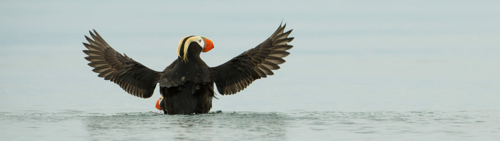 tufted puffin with outstretched wings in Alaska. Mario Davalos photo