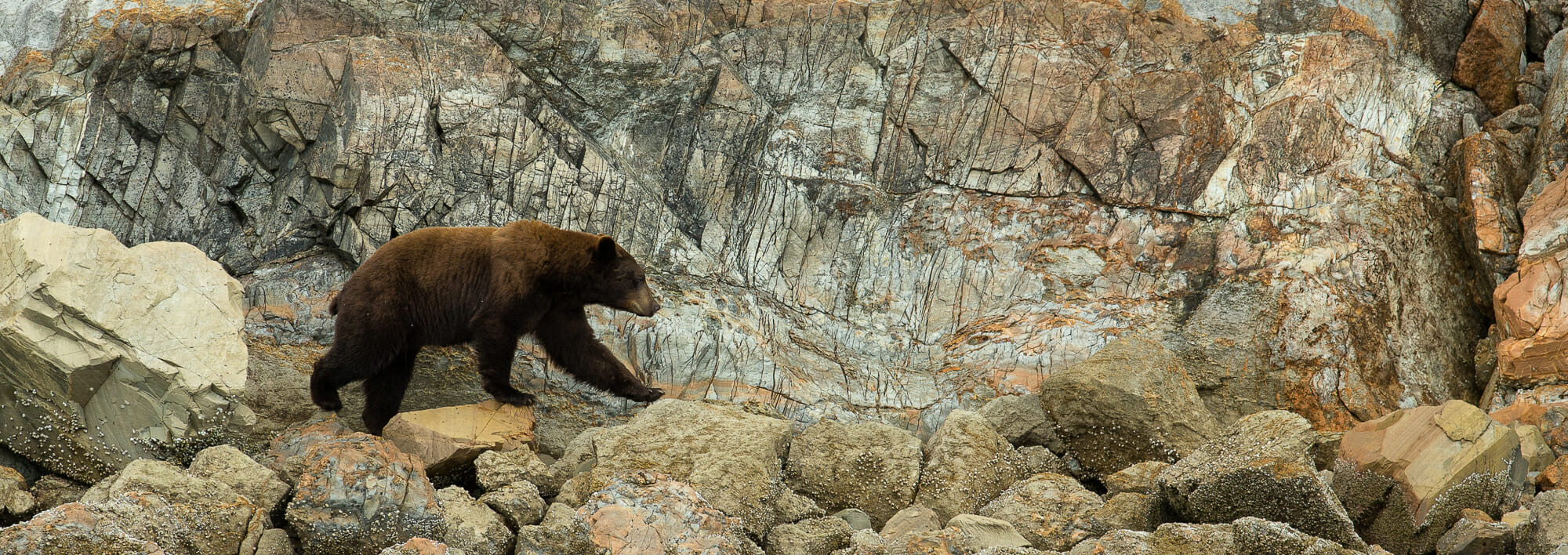 blackbear on the rocks in glacier bay. Mario Davalos photo
