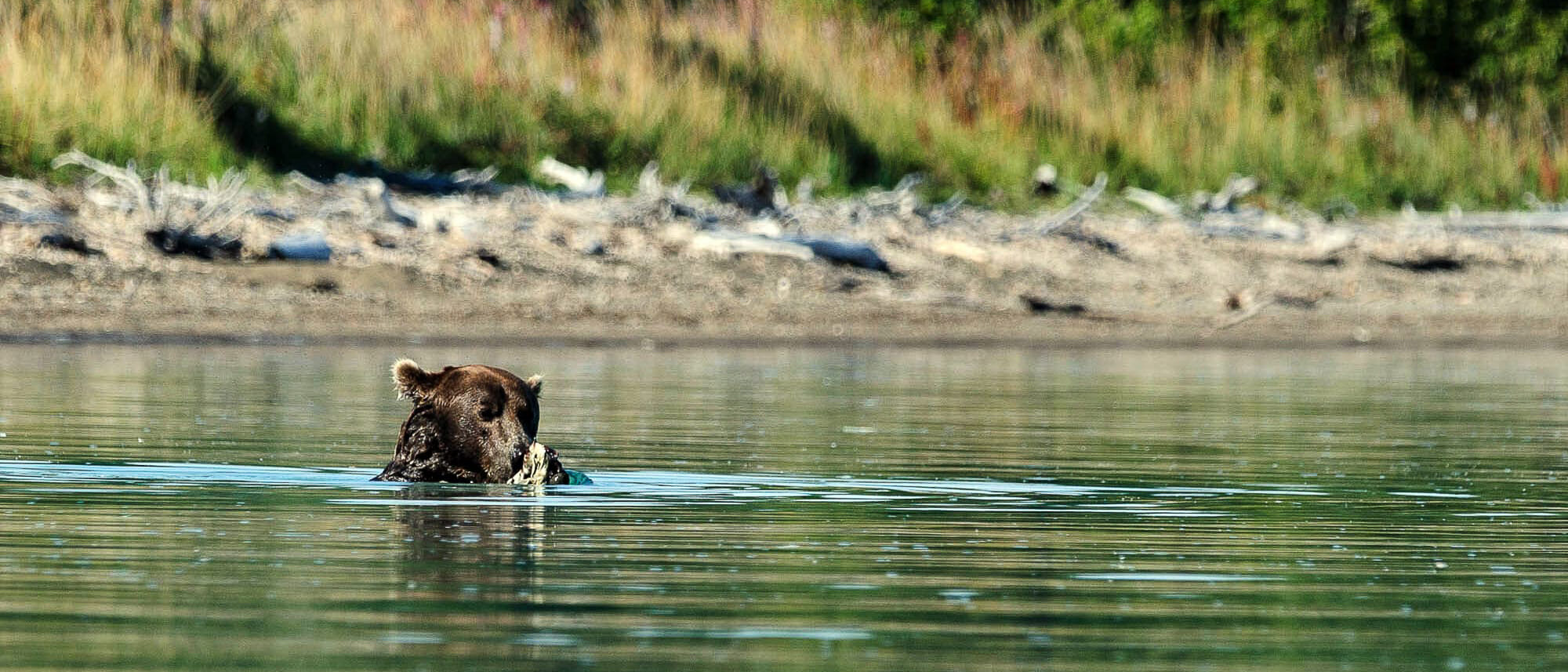a bear eats a fish in the river