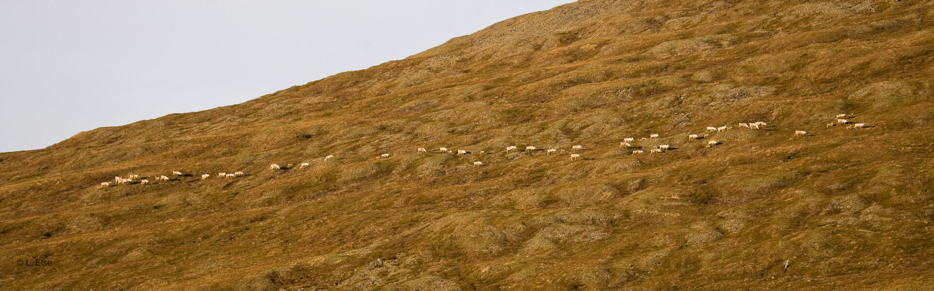 caribou walk in a line across a hill in the Brooks Range