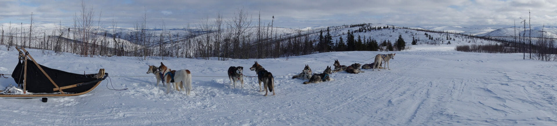 sled and dogs on dog sledding trip in northern Alaska