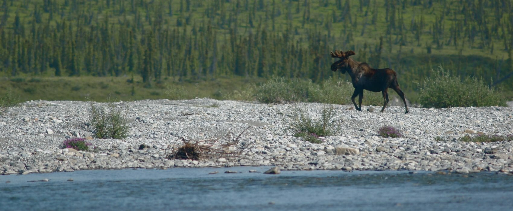 moose on the firth river in the arctic
