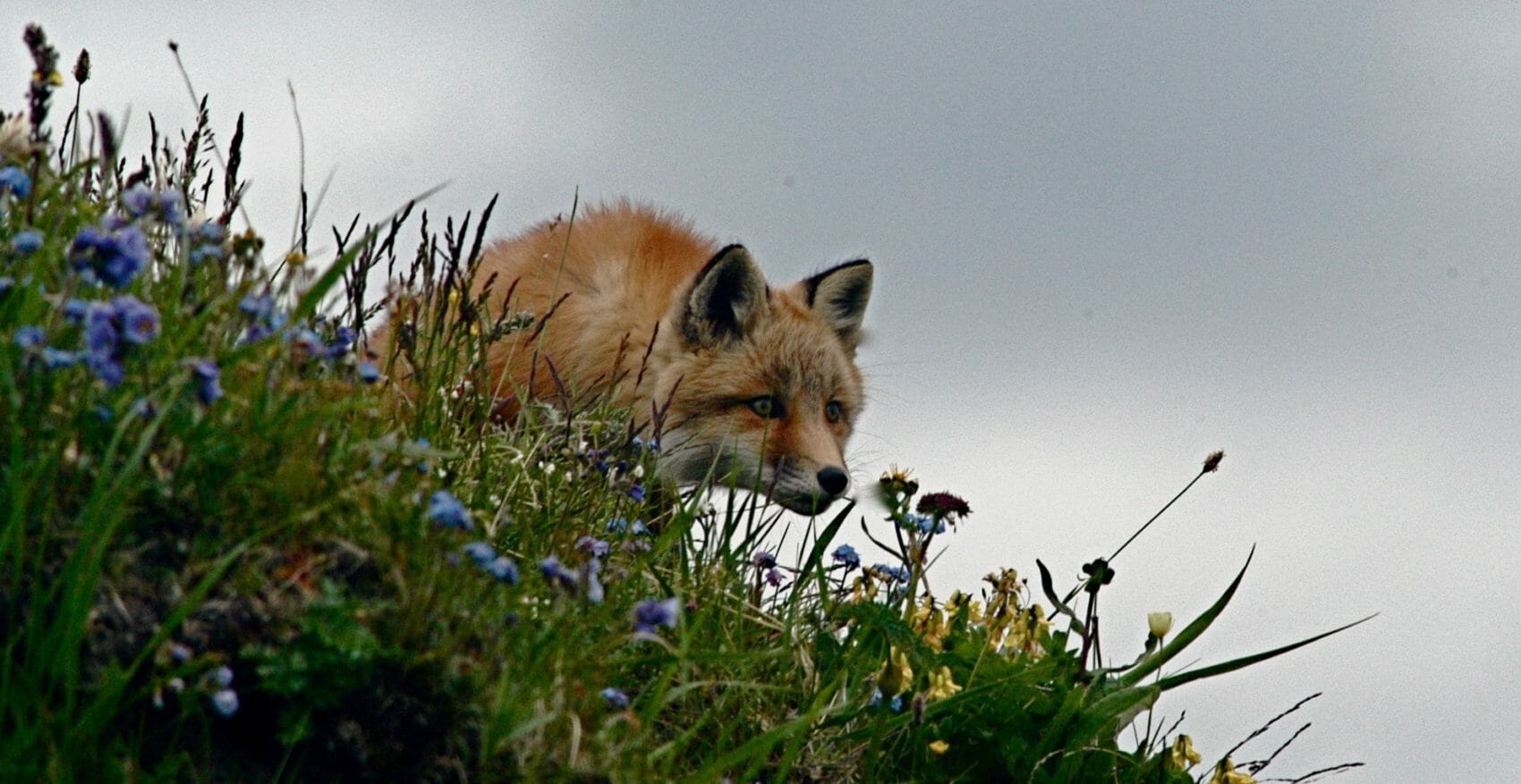 fox in the arctic