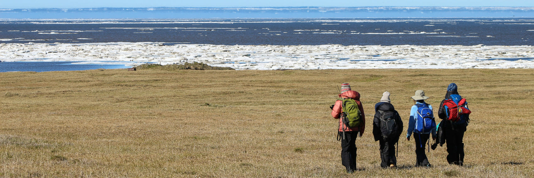 hikers on the coastal plain of the arctic refuge with the frozen beaufort sea in the background
