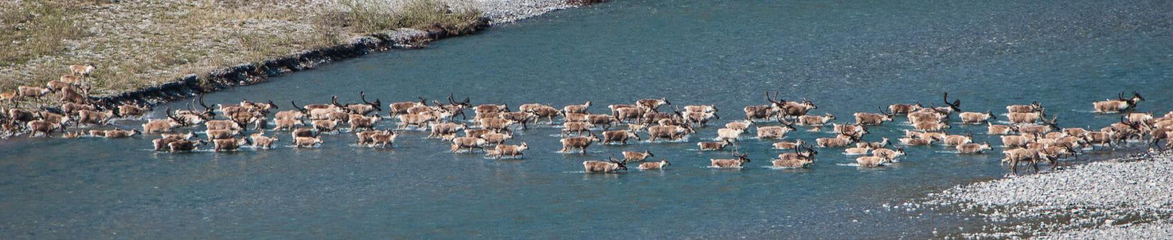 porcupine caribou herd swims across the kongakut river in the arctic refuge of alaska