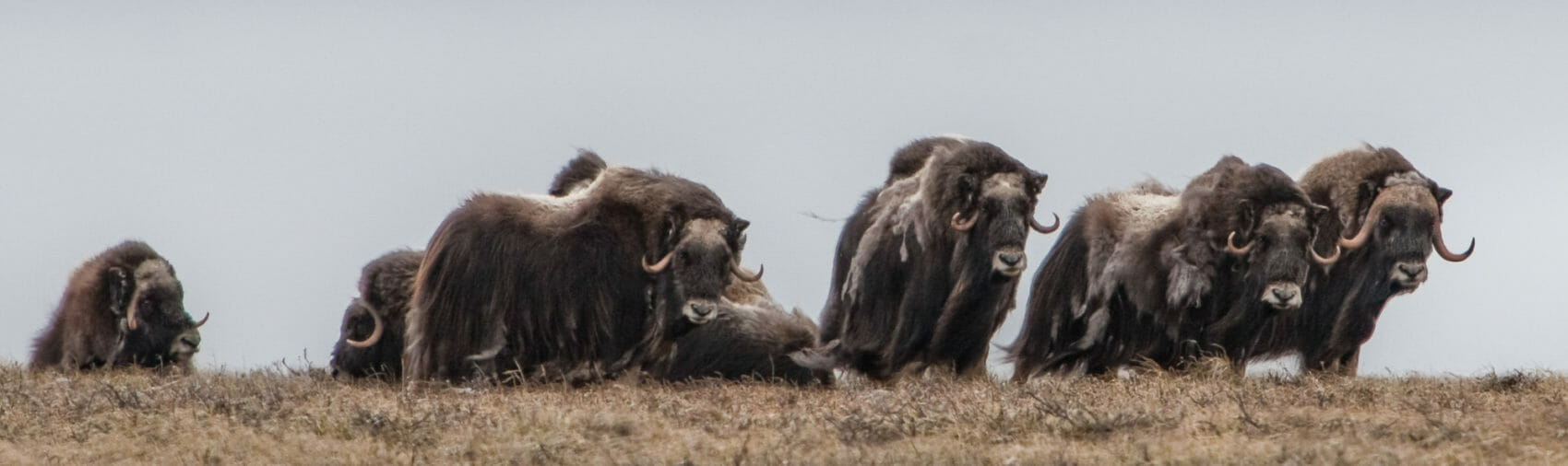 a group of muskox stand inthe wind on the coastal plain of the arctic refuge, alaska