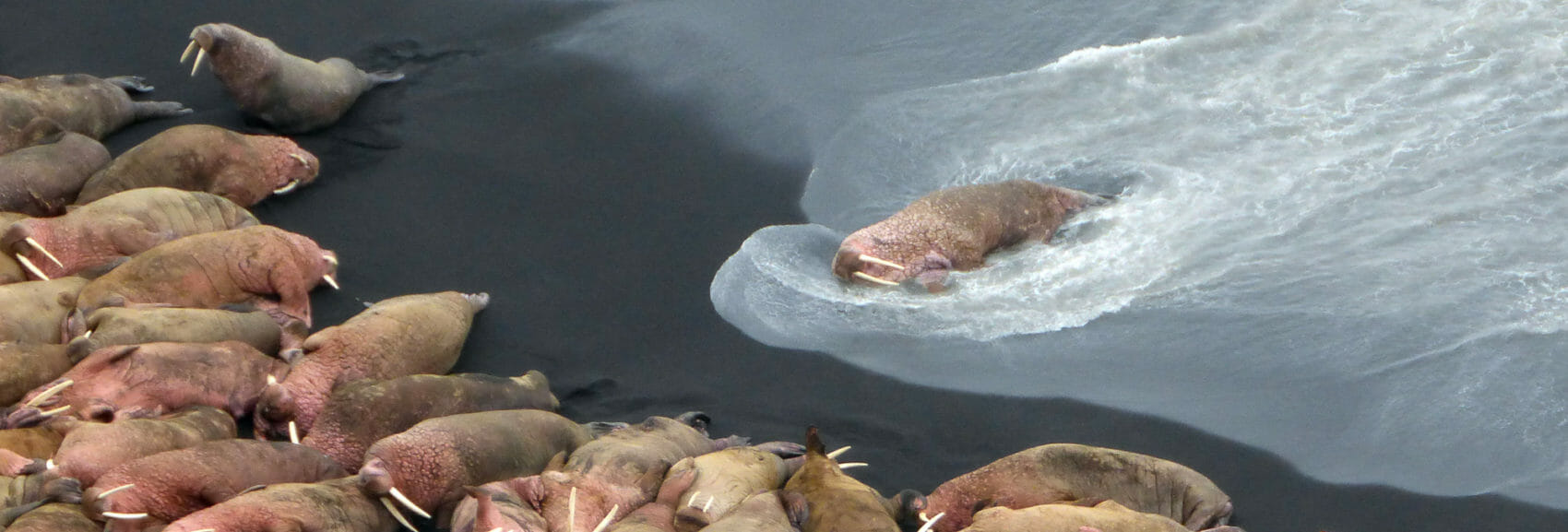 walrus rest in the waves of the bering sea in Alaska