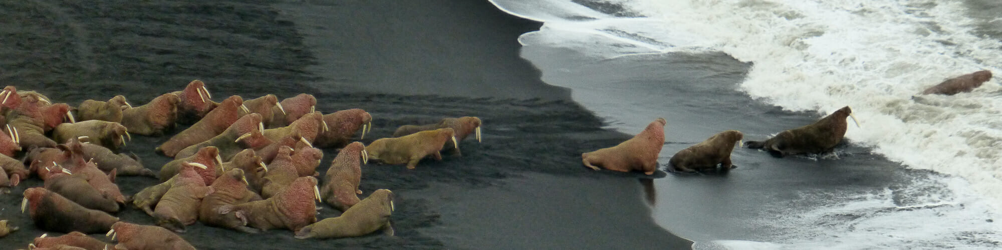 walrus enter the bering sea