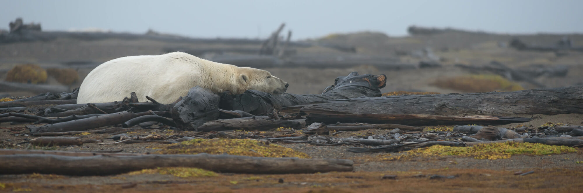 polar bear rests in the driftwood on the beaufort sea coast of Alaska