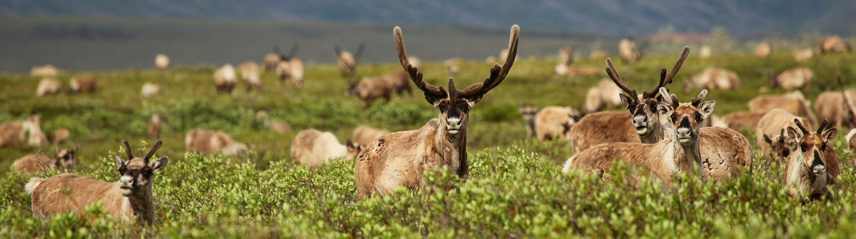 caribou in the arctic national wildlife refuge