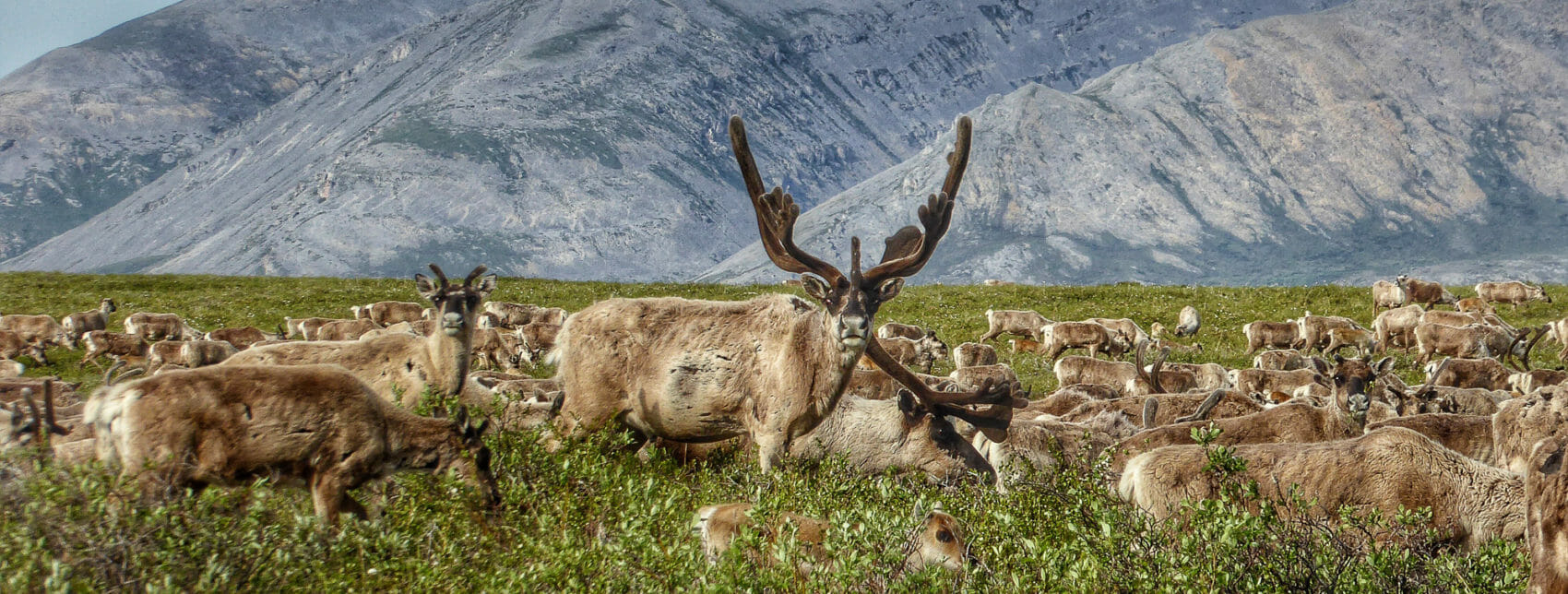 caribou bull and herd in anwr