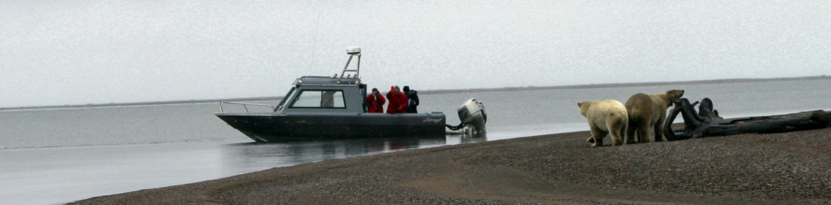 photographers and polar bears in kaktovik alaska