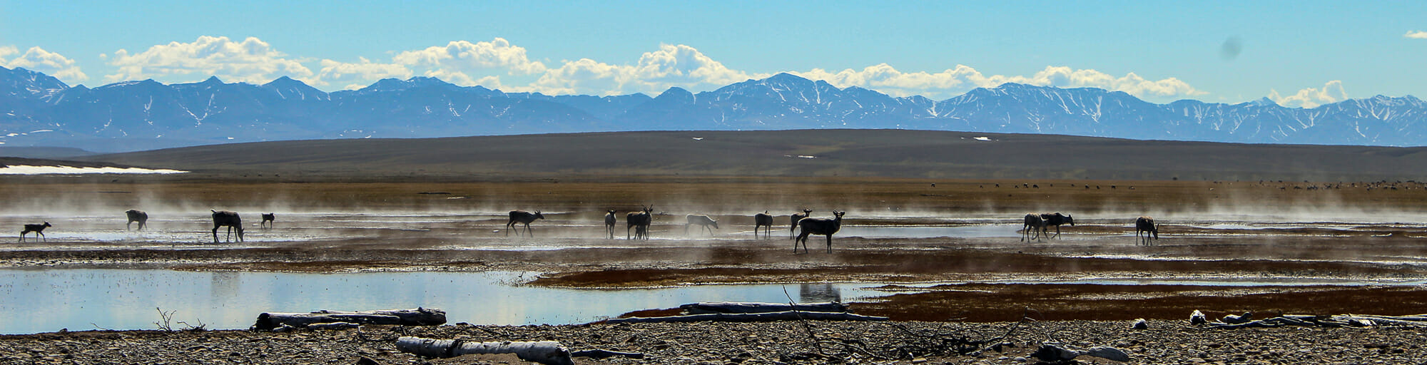 caribou on the coastal plain with the brooks range in the background