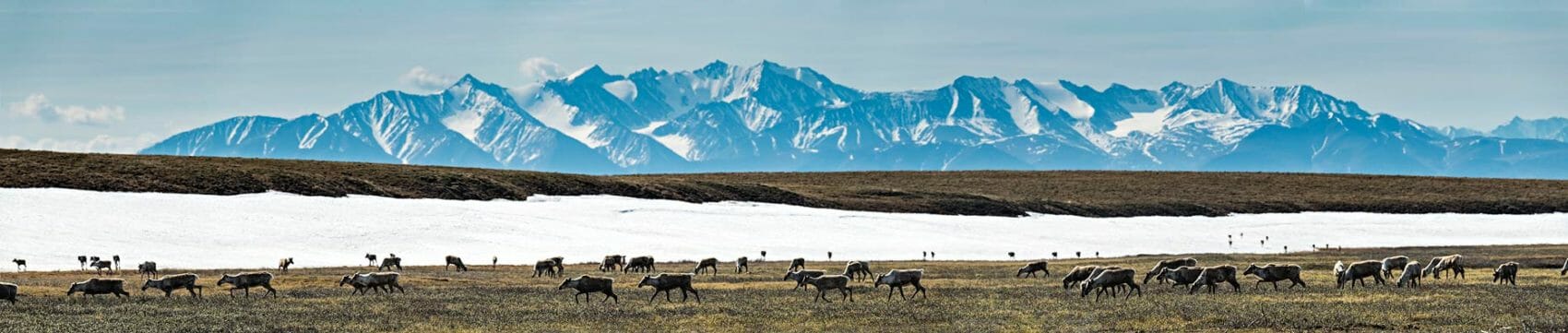 caribou and the brooks range