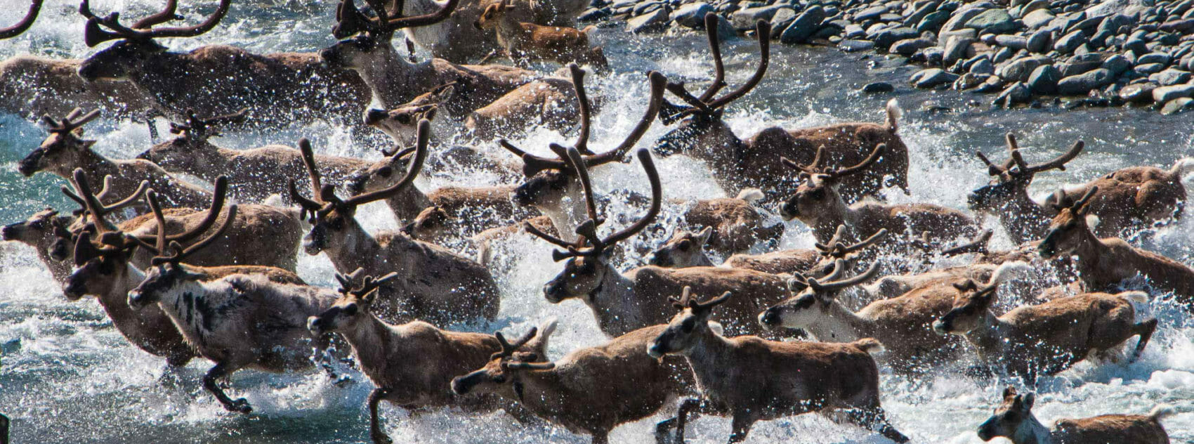 caribou migrate across a river in northern Alaska