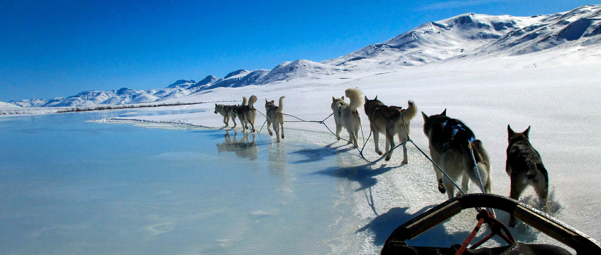 how far can sled dogs travel in a day