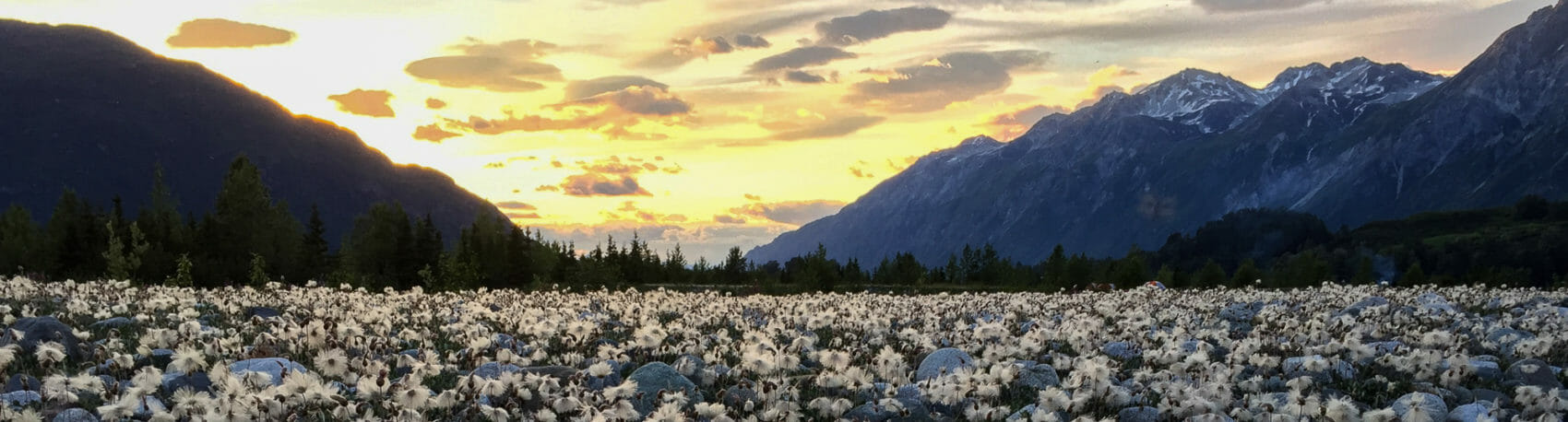 Sunsets in the mountains with dryas flowers in the foreground on the alsek and tatshenshini rivers in Alaska