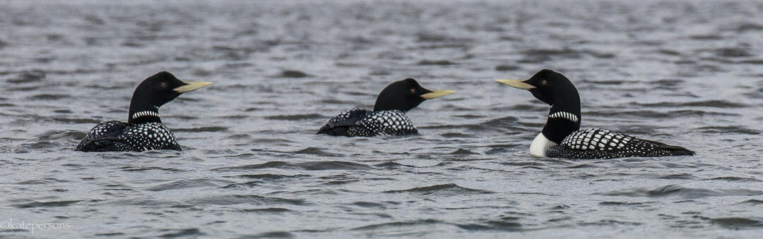 yellow-billed loons on the Thomsen River Banks Island NWT Canada