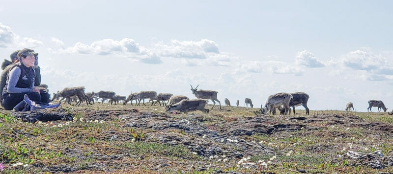 caribou viewing in the arctic national wildlife refuge