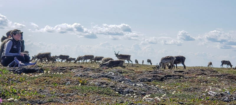 people watching caribou in the Arctic Refuge Alaska