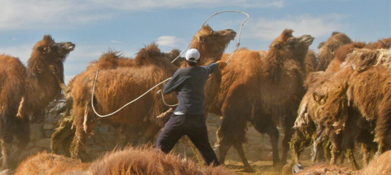 Roping camels in Mongolia