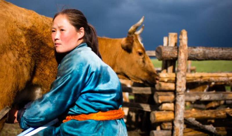 milking cows in Mongolia