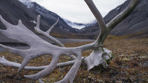Caribou Skull on the Tundra