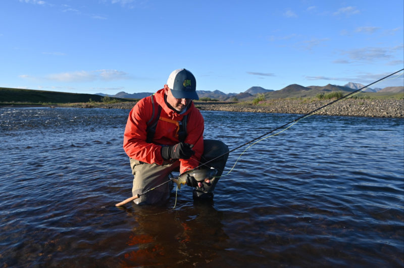 catching dollies in the western arctic