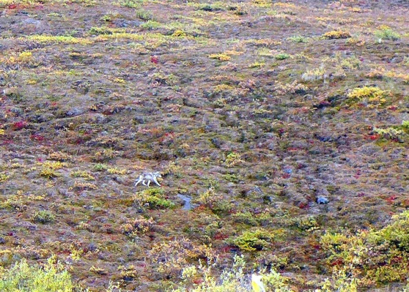 wolf and fall colors on the tundra