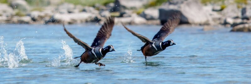 Wildlife on the Firth River with Arctic Wild