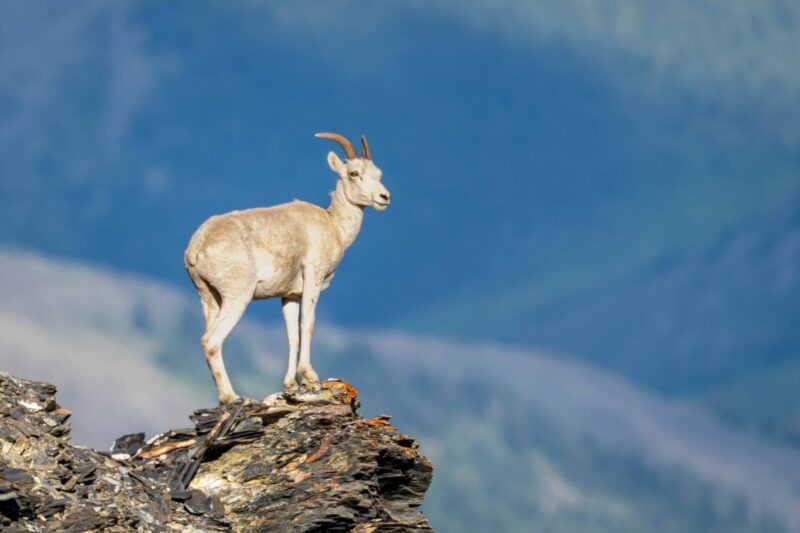 Dall sheep in the Arctic